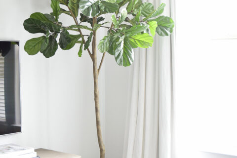 Best Faux Fiddle Leaf Fig Tree: Top Picks for 2023!